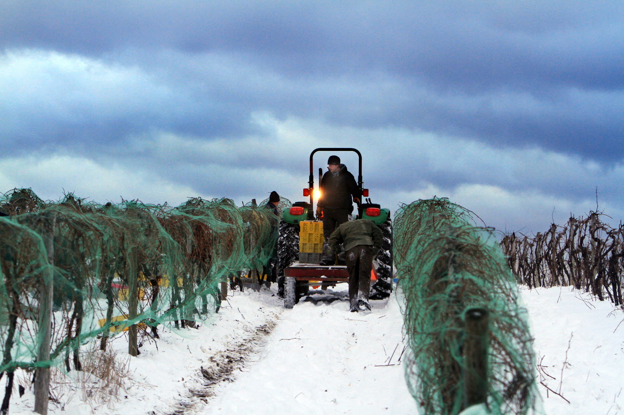 Ice Wine Festival - Rock The Lake